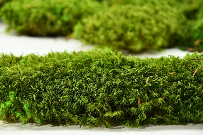 MUSGO AIR MOSS